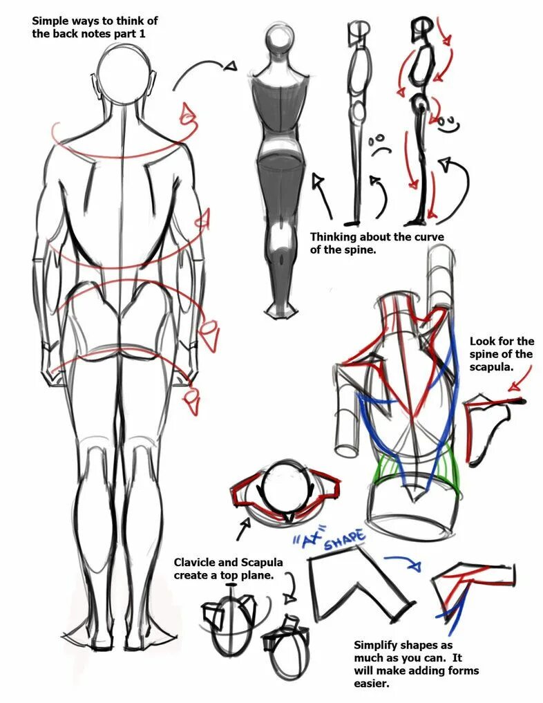 Позы со спины референс. Спина туториал. Тело человека рисунок анатомия. Туториал человек со спины. Noted back