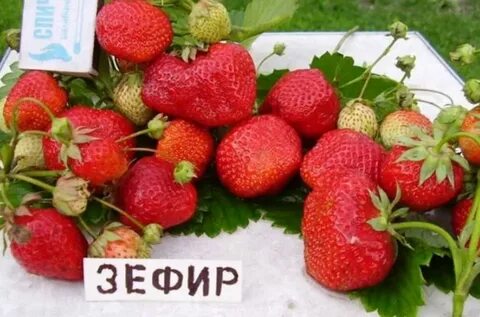 Клубника зефир фото