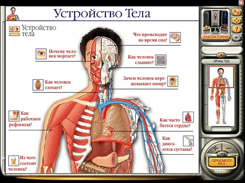 Человеческий организм в основном в. Организм человека. Человеческий организм. Физиология тела человека. Организм человека картинки.