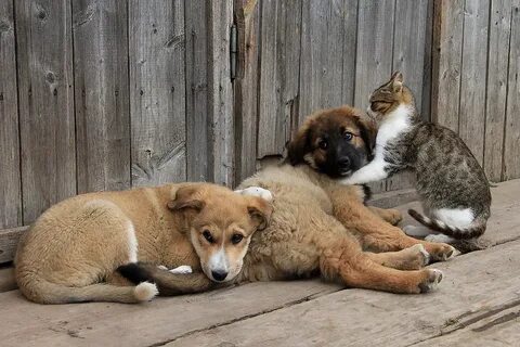 Деревенские собаки