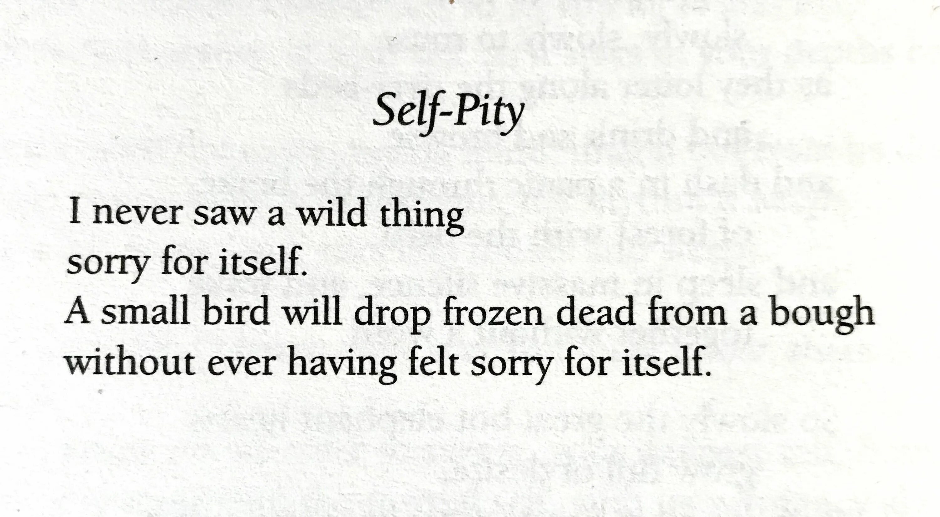 Thing sorry. Self Pity. Lawrence self Pity. Self Pity стих. ОNCE I see a Bird poem.