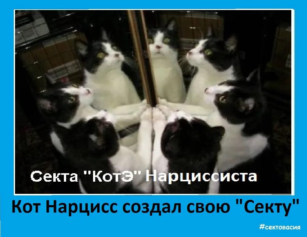 Секта из котиков. Протестующие коты. Котики секта. Котэ каратэ. Коты сектанты.