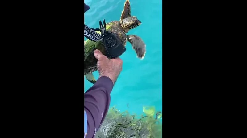 Акула спасла черепаху. Спасение черепах волонтерство. Дракончик Гоша спасает черепах. Как спасают черепашат.