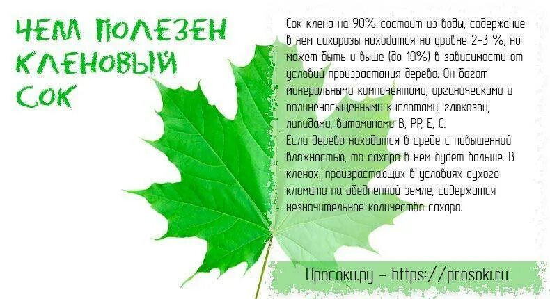 Сокодвижение деревьев. Сбор кленового сока. Кленовый сироп сбор. Кленовый сироп сбор. Канада кленовый сок.
