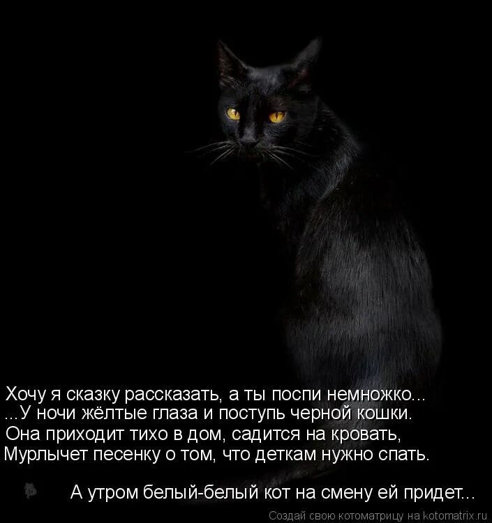 Черные котята во сне к чему снятся. Хочу сказку. Стих про черную кошку. Черный кот мурлыкает. Хочется сказки.