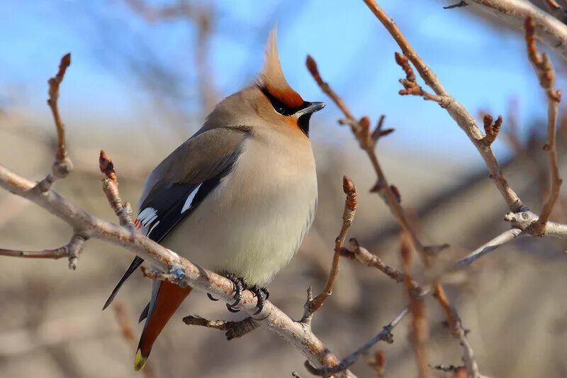 хохлатая пичуга. свиристель обыкновенный. сорокопут свиристель. сойка и свиристель. кедровый свиристель.