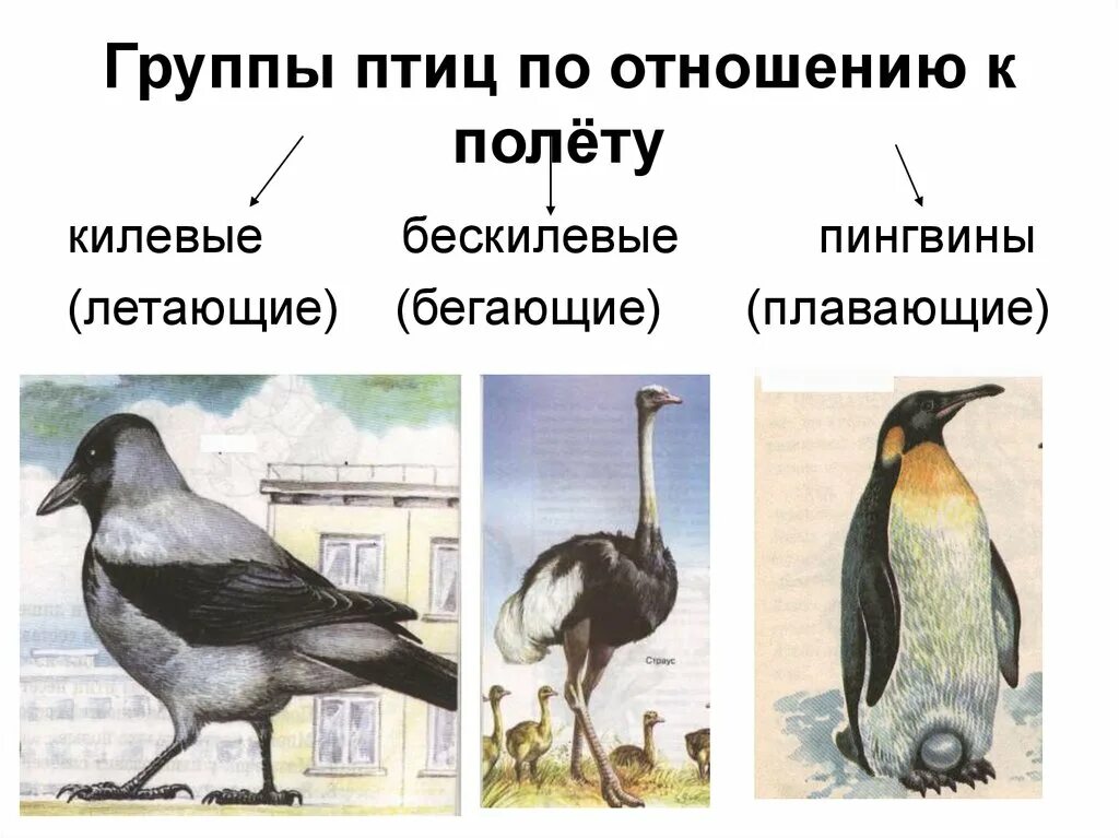 Тип птицы классификация. Экологические группы птиц. класс птицы представители. классификация птиц. птицы экологические группы птиц.