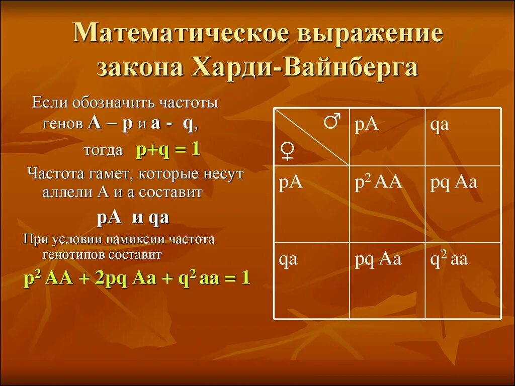 Закон равновесия харди вайнберга. Закон Харди Вайнберга. Математическое выражение закона. Харди-Вайнберга частоты аллелей. Математическая запись закона Харди-Вайнберга.