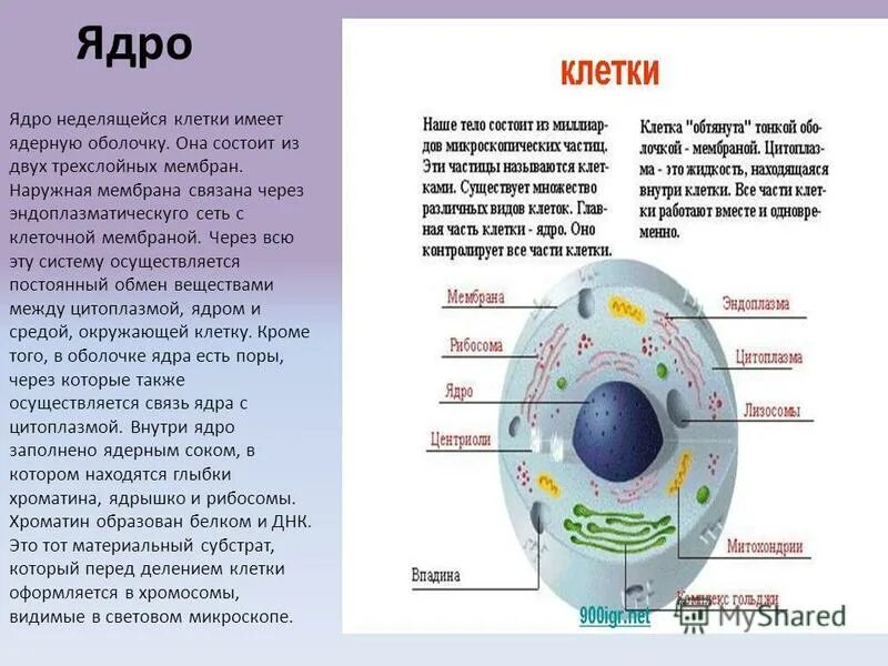 Наличие ядра человека