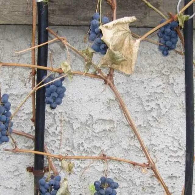 Укрытие для винограда. Подготовка винограда к зиме. Укрыть виноград на зиму. Виноград на шпалере на зиму.