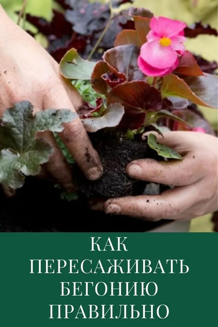 Пересаживание бегония. Пересадила бегонию. Как рассадить бегонию. Пересадка бегонии в домашних