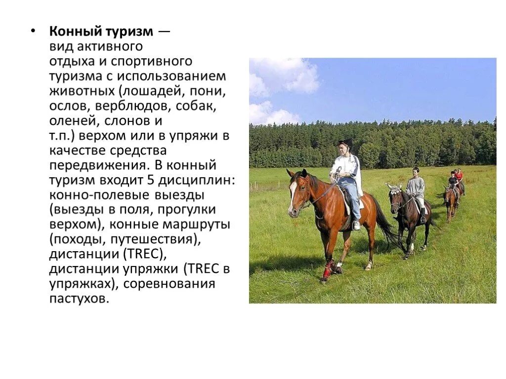 Жизнь лошадей. Конный спорт информация. Конный спорт доклад. Иппотерапия презентация. Виды конного спорта презентация.