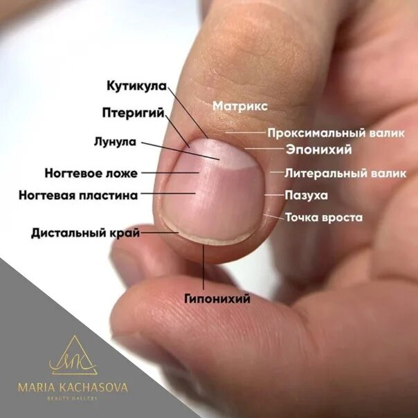 Корни ногтей находятся. Строение ногтя. Структура ногтя. Строение ногтевой пластины. Ногти строение ногтей.
