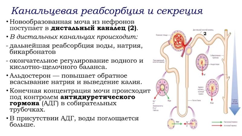 Процессы реабсорбции и секреции в почках. Фильтрация реабсорбция секреция. Реабсорбция происходит в. Реабсорбция мочи в дистальных канальцах. В результате реабсорбции образуется