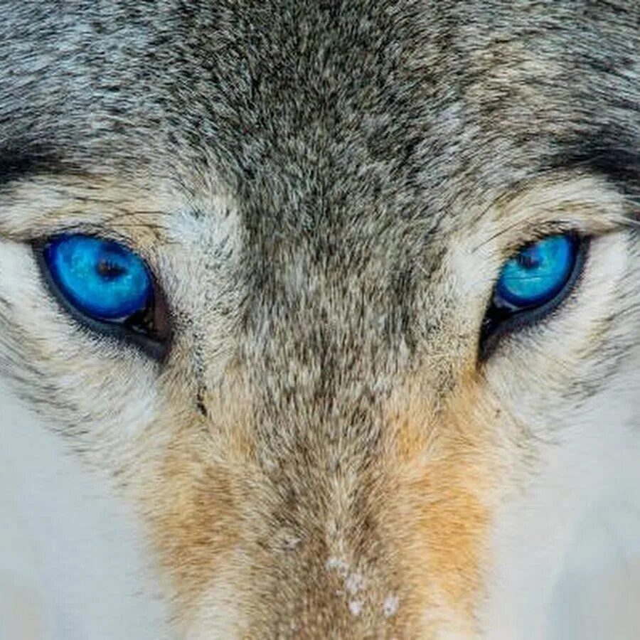 Звериный взгляд у человека. Глаз волка. Волчий цвет глаз. Волчий взгляд. Карие волчьи глаза.