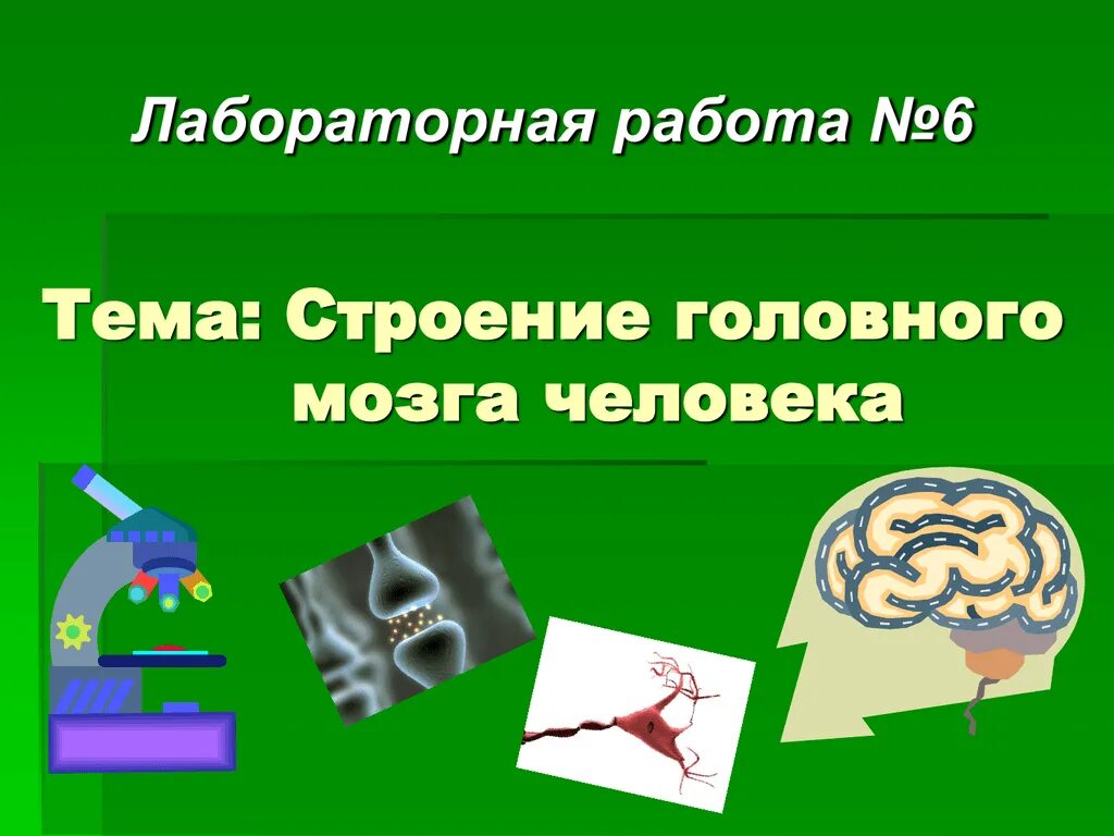 Работа по теме строение. Лабораторная работа изучение головного мозга. лабораторная работа изучение строения мозга. лабораторная работа по строению головного мозга. лабораторная работа по биологии изучение строения головного мозга.