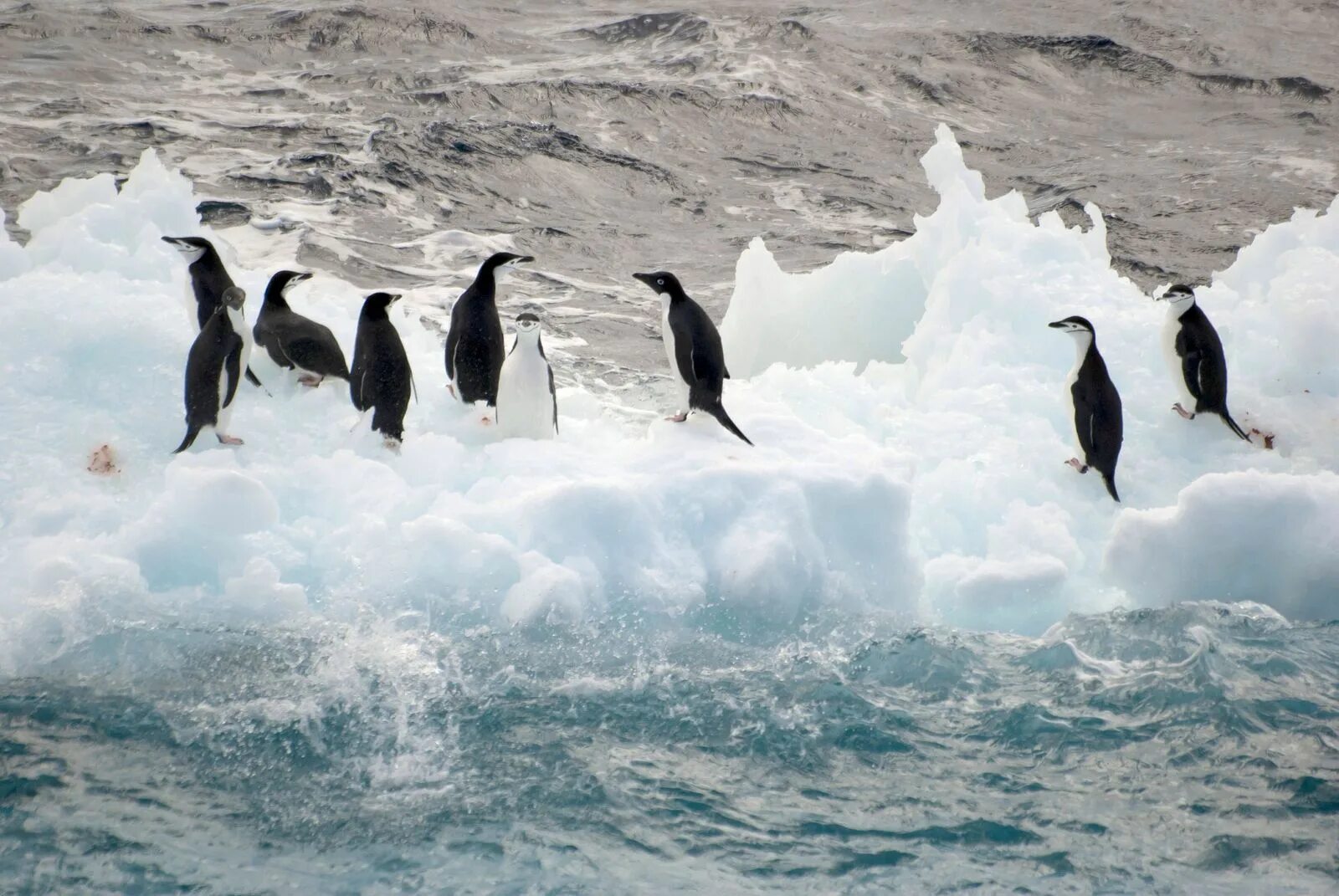 Глубь материка. Природа Антарктиды. Антарктида для детей. Животные Антарктиды. Антарктида фото.