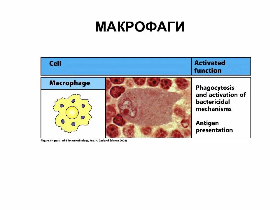 Клетка Макрофаг строение. Тканевые макрофаги. Макрофаги в тканях. Макрофаги особенности строения. Свободные макрофаги