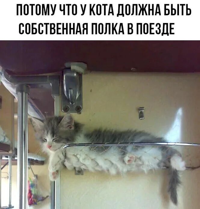 Кот должен быть. Котик в поезде. с кошкой на верхней полке в поезде. кошка на верхней полке.