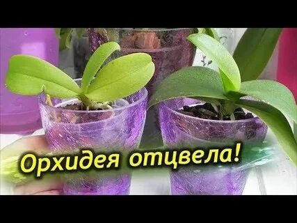 Как правильно срезать орхидею