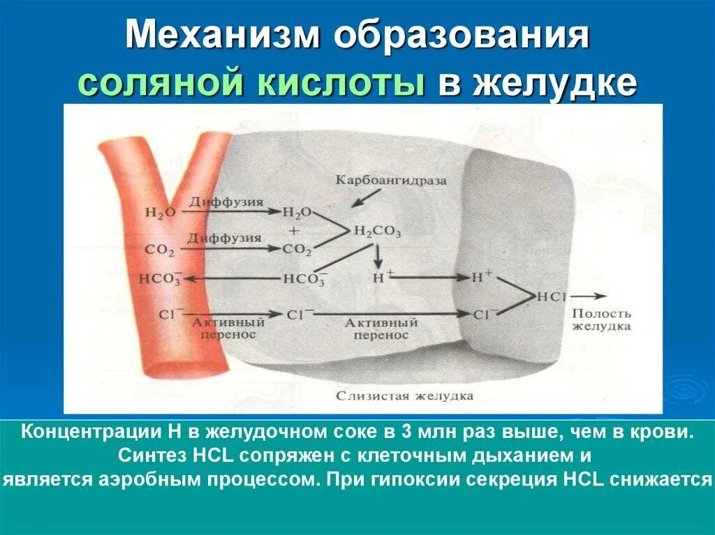 Выработка соляной кислоты в желудке