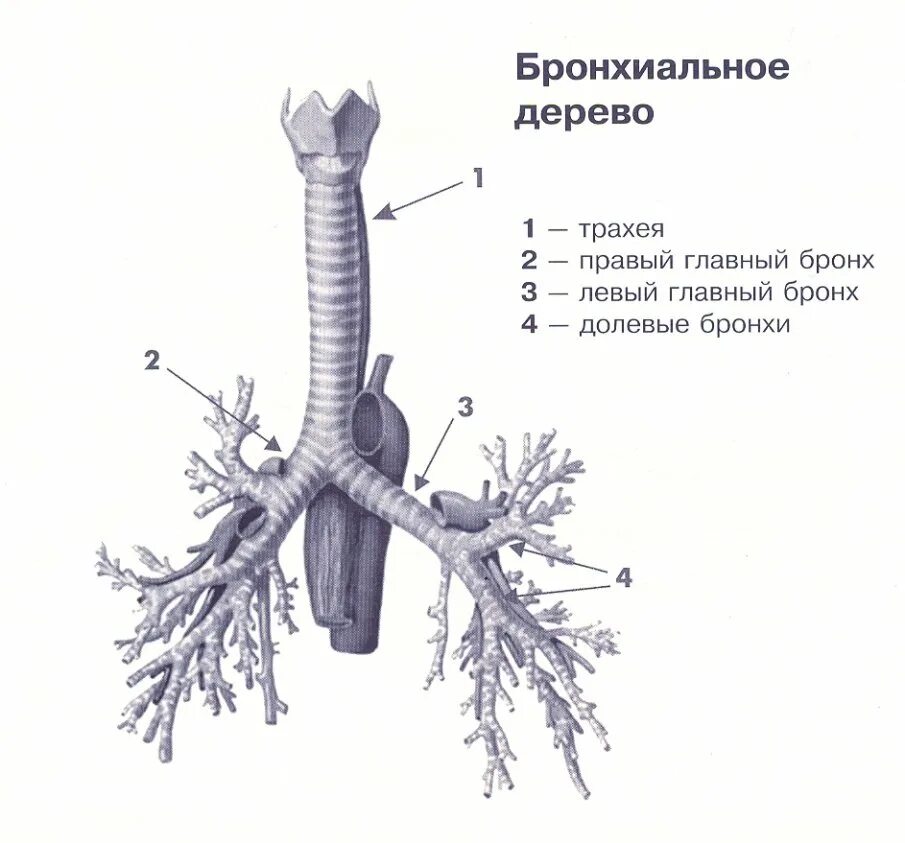Структуры трахеи и бронхов. Строение бронхов анатомия. трахея и бронхиальное дерево. бронхи строение бронхиальное дерево. трахея и бронхиальное дерево анатомия.