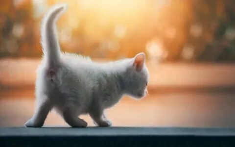 Котенок стоит