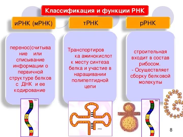 4 виды рнк. Типы РНК строение и функции. РНК строение и функции. Функции различных типов РНК. РНК состав строение функции.