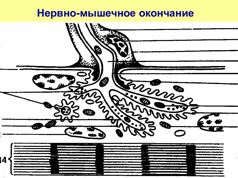 Нервно-мышечное окончание. Строение нервно мышечного окончания. Нервные волокна и нервные окончания. Синаптические нервные окончания