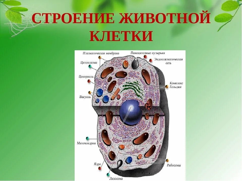 Не относится к живой клетке. Строение клетки животной клетки. Схема строения животной клетки. Строение клетки животных 5 класс биология. Строение клетки животного кратко.