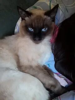 Коте смоленске