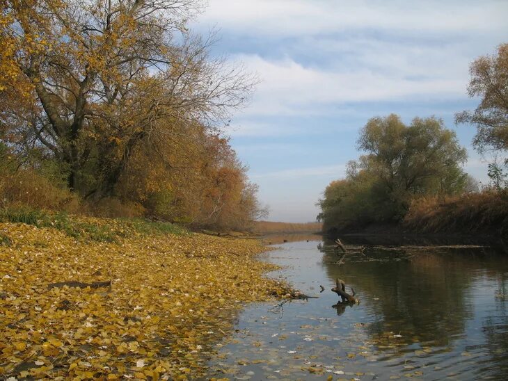 Осенняя кубань. Парк солнечный остров в краснодаре осенью. Река кубань армавир. Кубанская осень. Осень на кубани реки.