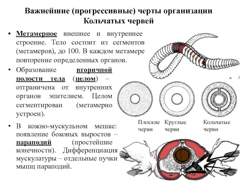 Метамерное строение тела. Прогрессивные черты организации кольчатых червей. схема образования вторичной полости тела у кольчатых червей. кольчатые черви метамерия. вторичная полость тела у кольчатых червей.