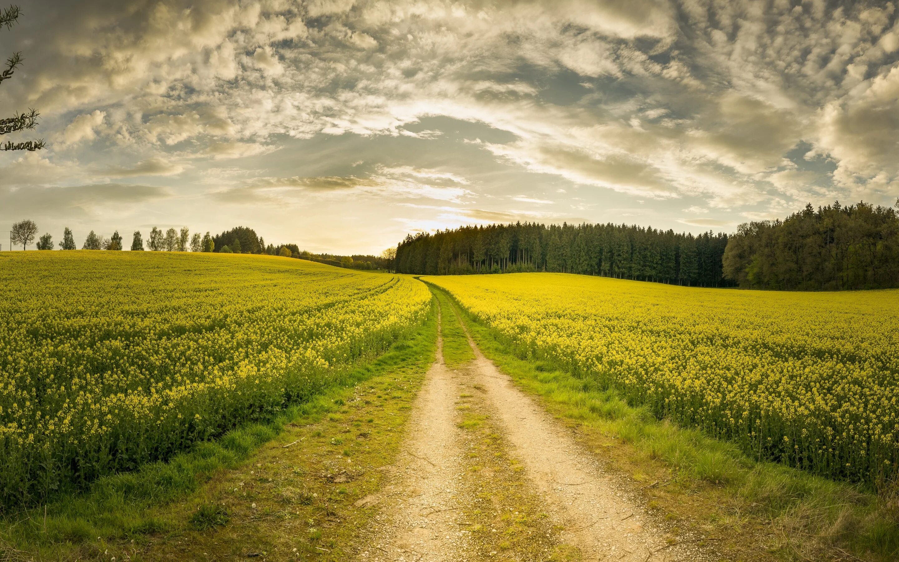 Проселочная дорога в поле. Лето поле. Летняя дорога. Поле с дорогой. Farm road