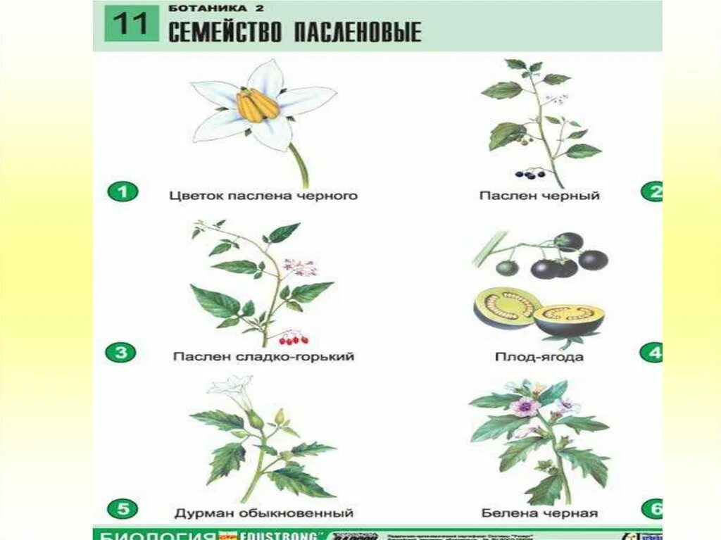 Паслен черный семейство пасленовых. Схема растения паслена клубненосного. Строение плода пасленовых. Схема цветка семейства пасленовых. Известно что картофель или паслен