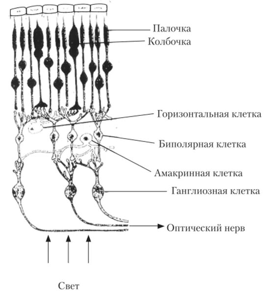 Строение сетчатки рисунок. Схема строения сетчатки. Схема строения сетчатки глаза. Строение сетчатки нейронный состав. Схема организации сетчатки глаза человека.