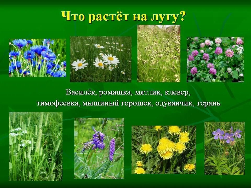 На лугу можно увидеть. Мятлик-Тимофеевка-Клевер. Растения растущие на лугу. Растения произрастающие на лугах. Растения которые растут на лугу.