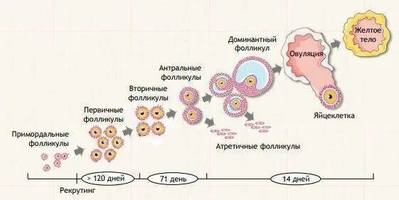 Яичники стадии созревания фолликулов. Фазы развития фолликула в яичнике. Стадии созревания яйцеклетки в фолликуле. Фазы формирования желтого тела. Фолликулы созревают в