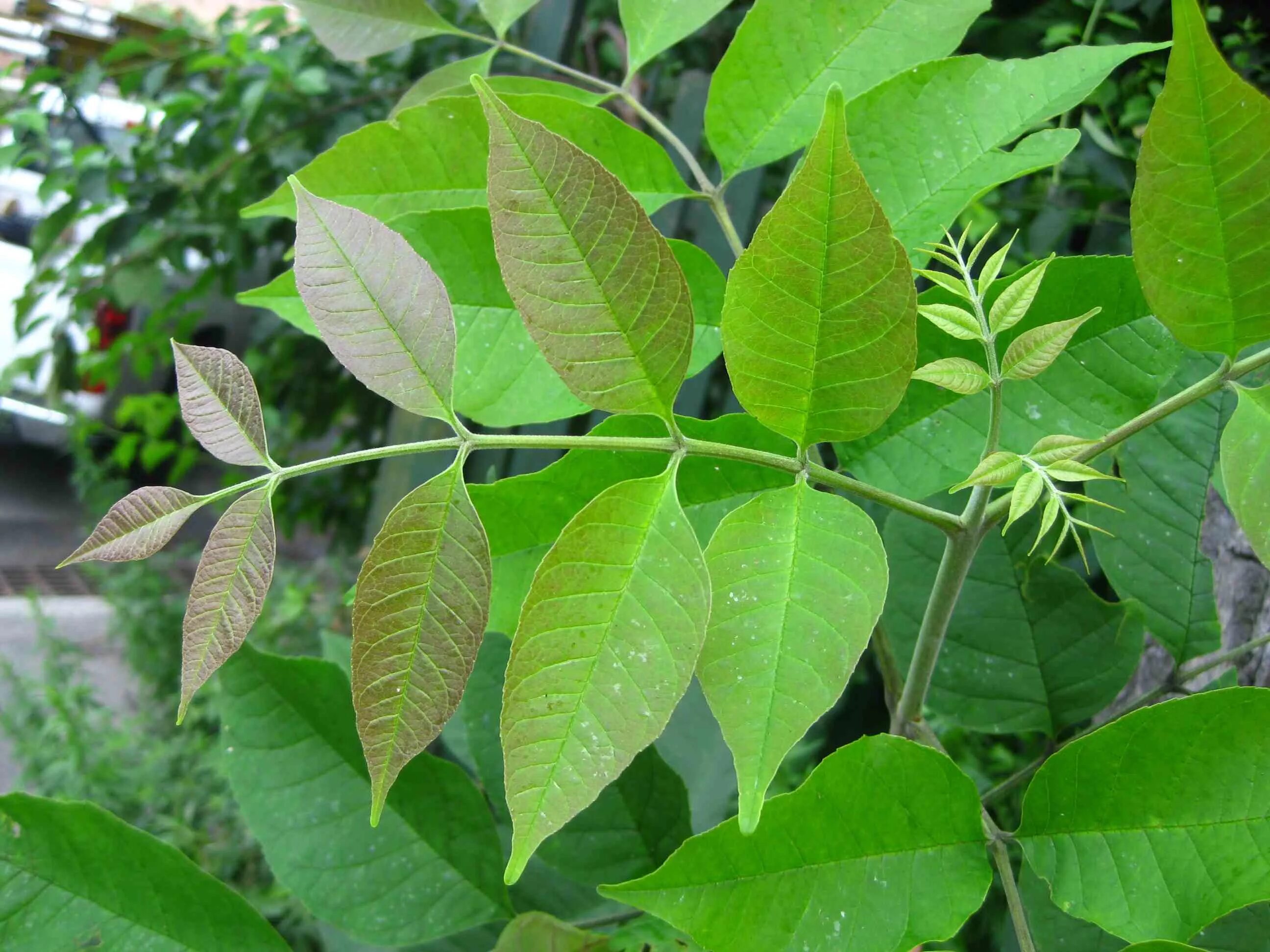 Какие листья сладкие. Ясень обыкновенный Fraxinus Excelsior. Ясень зеленый Fraxinus lanceolata. Ясень американский (Fraxinus Americana). Ясень ланцетный листья.