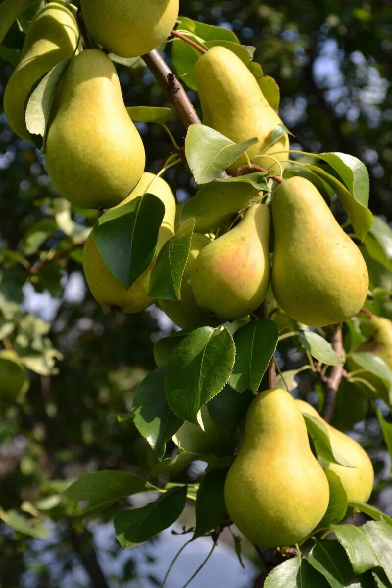 Какие сорта