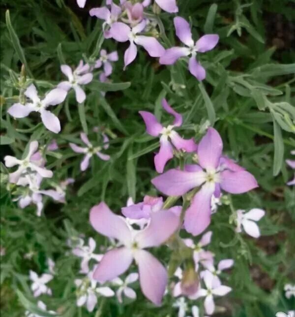 Matthiola evening scented stosk (Bicornis) Маттиола серия Bicornis