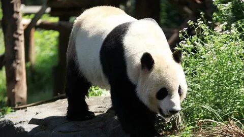 Wild pandas