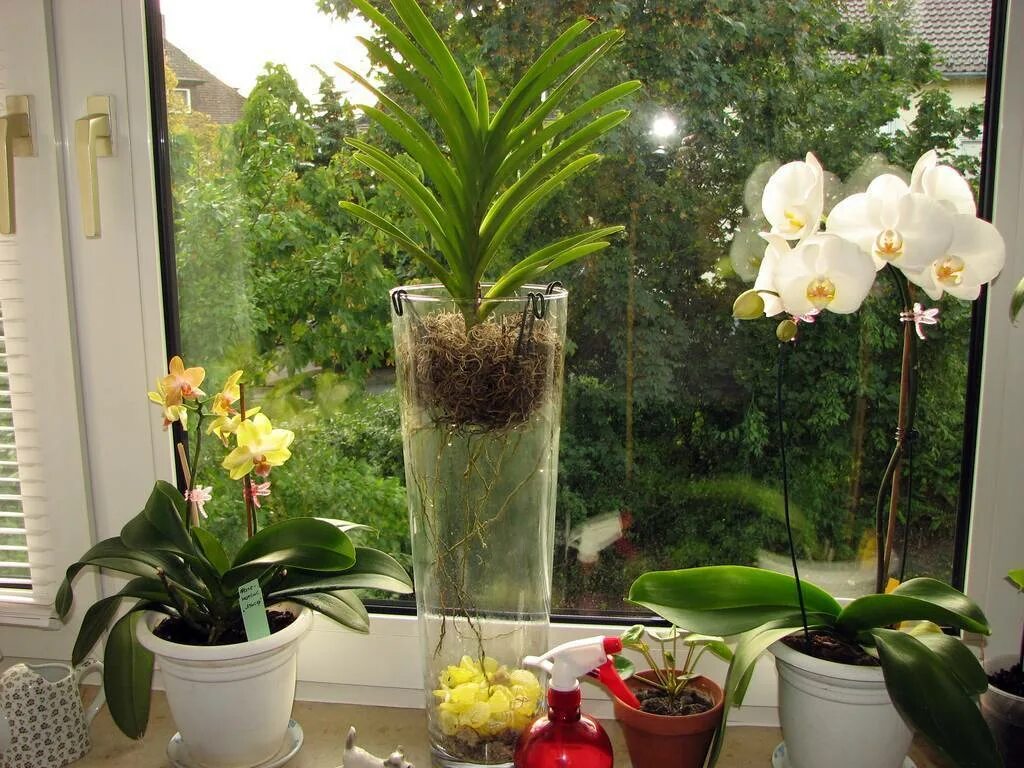 Орхидея Камбрия. Горшок для Ванды. Орхидея без горшка