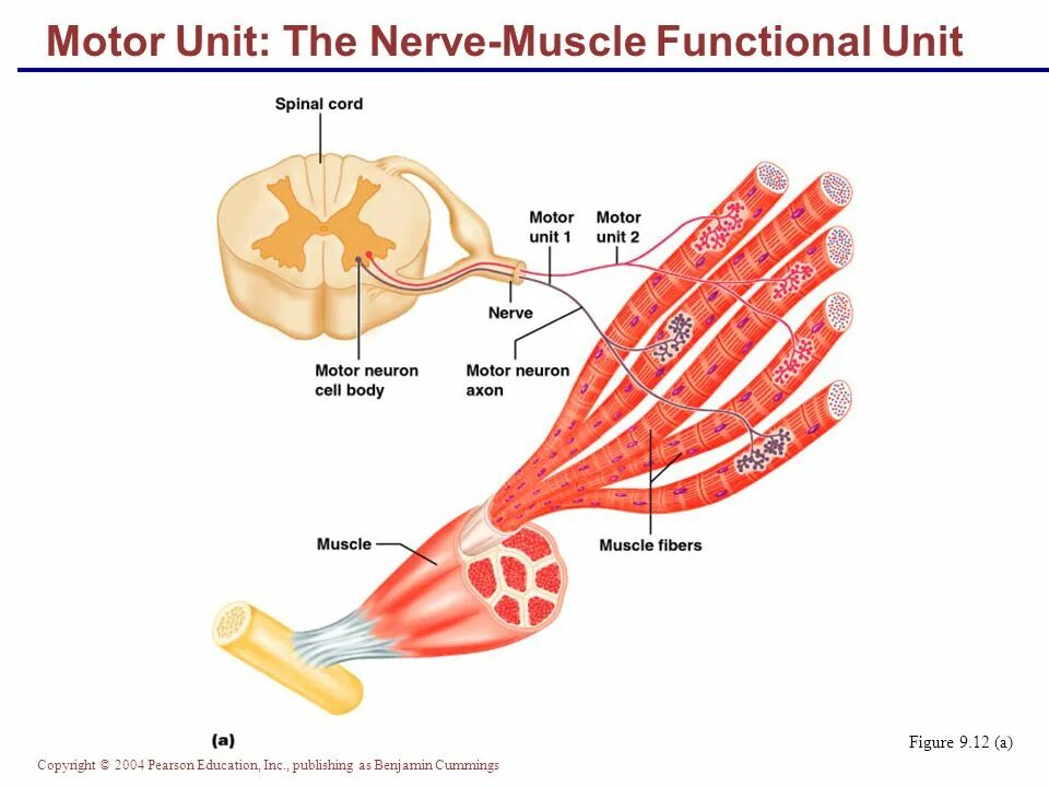 Muscles function. Muscle motor units. nerve muscle junction. muscle function. nerve fibers.