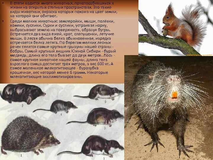 Крот обыкновенный. Починная среда обитания. Кабанчик пазл. Почвенные млекопитающие характеристика. Обитатели почвенной среды обитания.