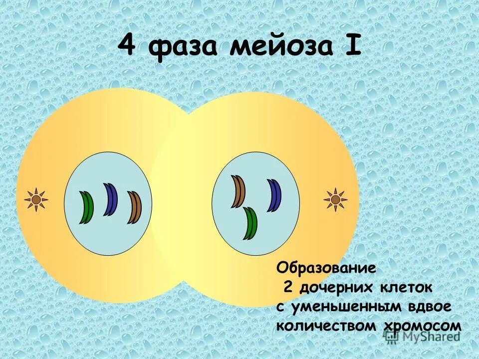 Хромосомный набор телофазы 1. Процесс образования двух дочерних клеток. Процесс образования клетки. Процесс образования двух дочерних клеток. Клеточный цикл развития.