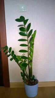 Авито домашними цветами