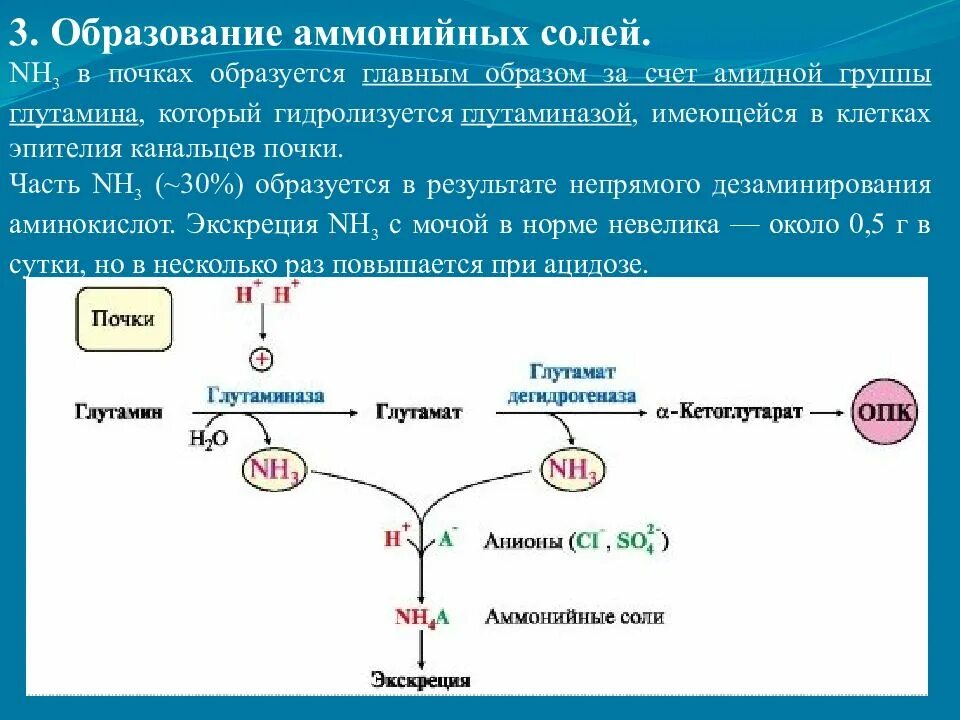 Распад мочи. Образование аммонийных солей биохимия. Образование солей аммония в почках биохимия. Образование солей аммония в почках. Образование и выведение солей аммония почками.