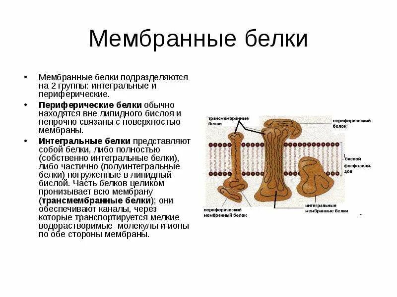 Интегральные белки какие. Интегральные мембранные белки функции. Интегрированные мембранные белки функции. Функция интегрального белка в мембране. Интегральный белок функции в мембране.