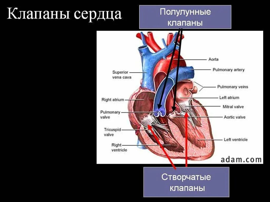 Сердце анатомия полулунные клапаны. Строение створчатых клапанов сердца. Полулунный клапан строение. Клапаны сердца человека анатомия. Сердце и кровообращение 8 класс